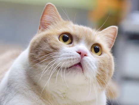 香港で知らない人はいない  大スターねこ「クリームあにき」