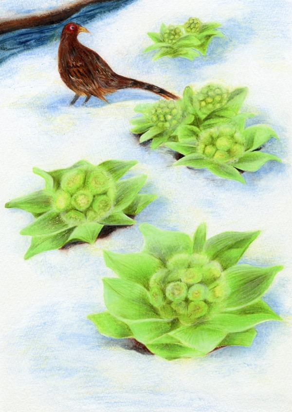 グランプリ『春はすぐそこ』