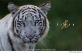 「キヤノン/WWF 岩合光昭カレンダー2022 虎-Tiger-」  WWFジャパン公式オンラインショップ PANDA SHOPより発売