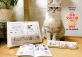 ￥2022年「日めくり猫カレンダー」へそ天・ごめん寝・肉球など毎日違う猫ちゃんが楽しめる