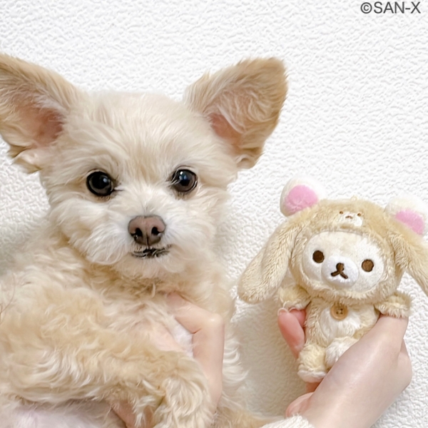 投稿イメージ②