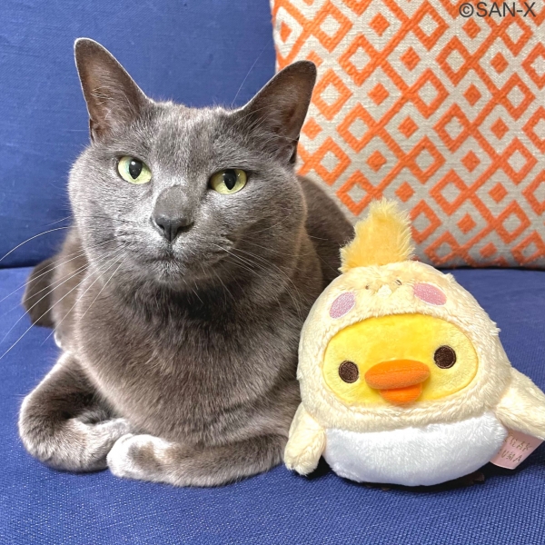 投稿イメージ③