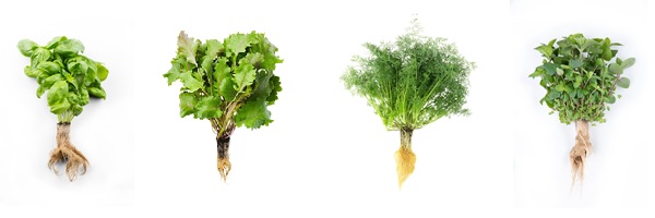 商品イメージ （左より、イタリアンバジル、スカーレットケール、ディル、ペパーミント）