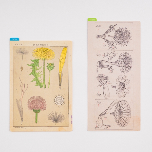 ●「ほぼ日の下敷き 牧野富太郎」：440円（オリジナルサイズ用）／528円（weeksサイズ用）