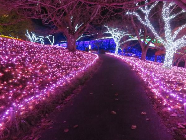 【さがみ湖イルミリオン】都心から約 1 時間という立地でありながら関東最大級600万球の LED を使用しており、広大な土地と斜面の高低差を生かし、大自然と一体となった光の絶景 を満喫できる