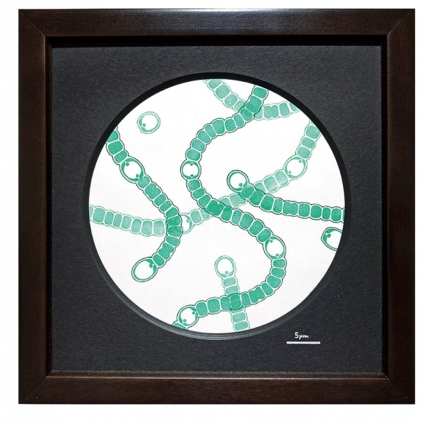 ■京楽堂／判子作家