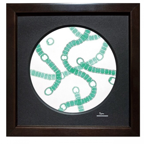 ■京楽堂／判子作家